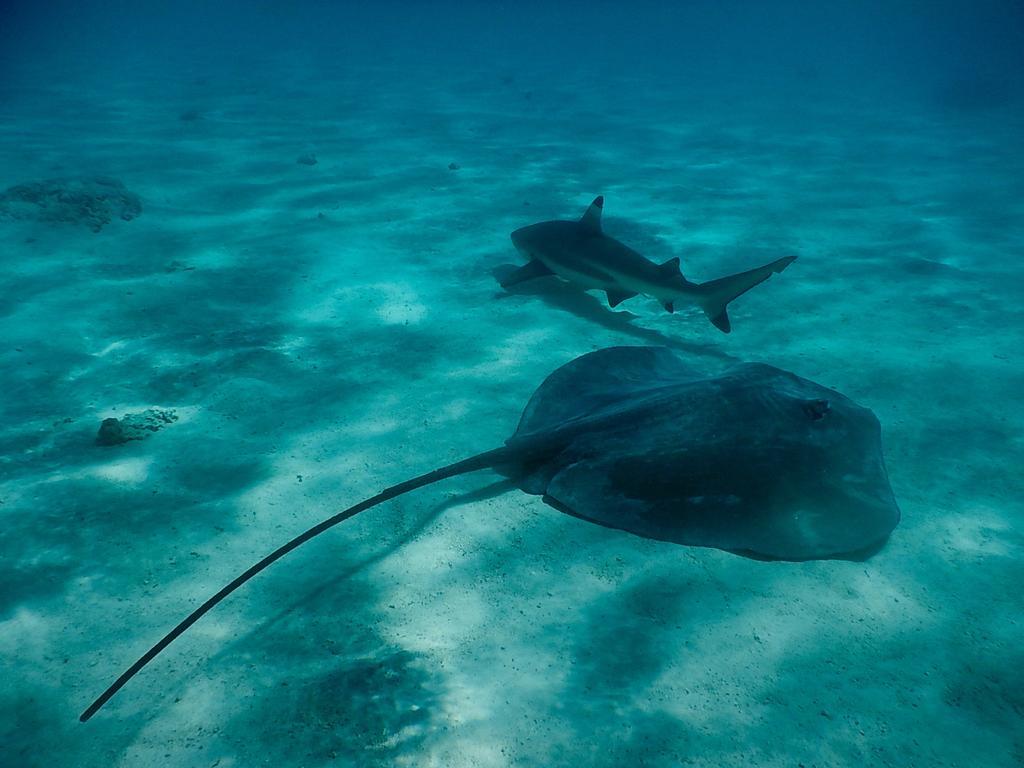 Poerani Moorea Dış mekan fotoğraf
